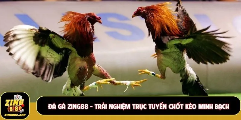 Đá gà Zing88