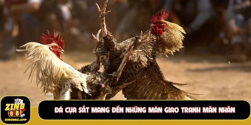 Đá cựa sắt mang đến những màn giao tranh mãn nhãn