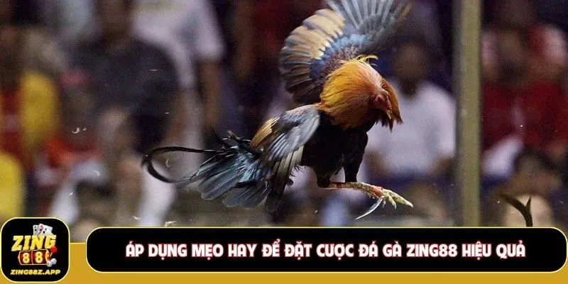Áp dụng mẹo hay để đặt cược đá gà Zing88 hiệu quả