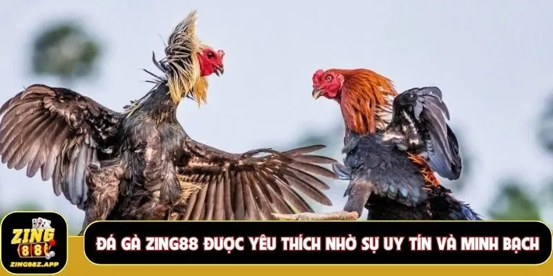 Đá gà Zing88 được yêu thích nhờ sự uy tín và minh bạch